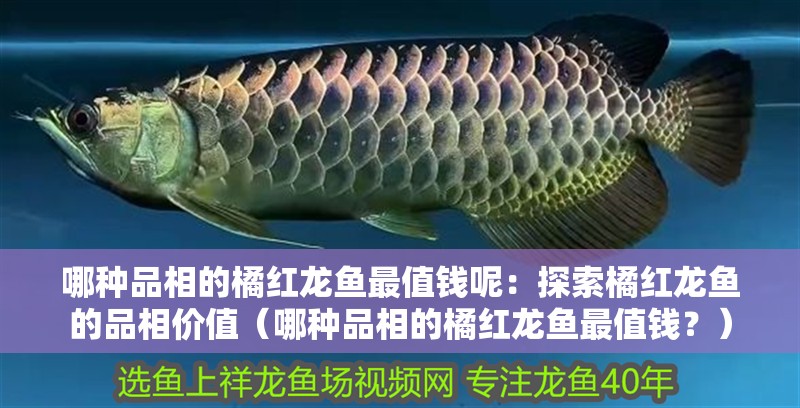 哪種品相的橘紅龍魚(yú)最值錢呢：探索橘紅龍魚(yú)的品相價(jià)值（哪種品相的橘紅龍魚(yú)最值錢？）
