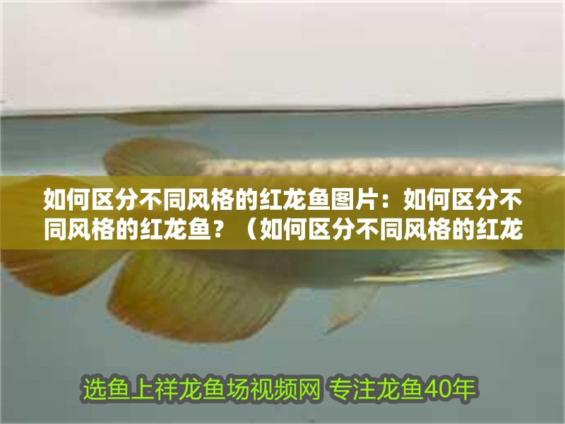 如何區分不同風格的紅龍魚圖片：如何區分不同風格的紅龍魚？（如何區分不同風格的紅龍魚）