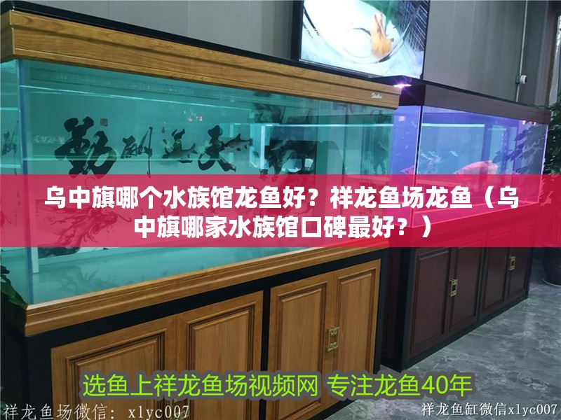 烏中旗哪個水族館龍魚好？祥龍魚場龍魚（烏中旗哪家水族館口碑最好？）