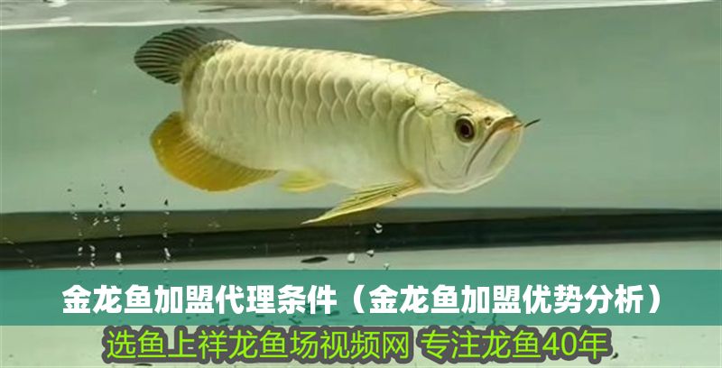 金龍魚(yú)加盟代理?xiàng)l件(金龍魚(yú)加盟優(yōu)勢(shì)分析) 龍魚(yú)百科 第2張 金龍魚(yú)加盟代理?xiàng)l件(金龍魚(yú)加盟優(yōu)勢(shì)分析) 金龍魚(yú)加盟代理?xiàng)l件(金龍魚(yú)加盟優(yōu)勢(shì)分析) 龍魚(yú)百科 第2張