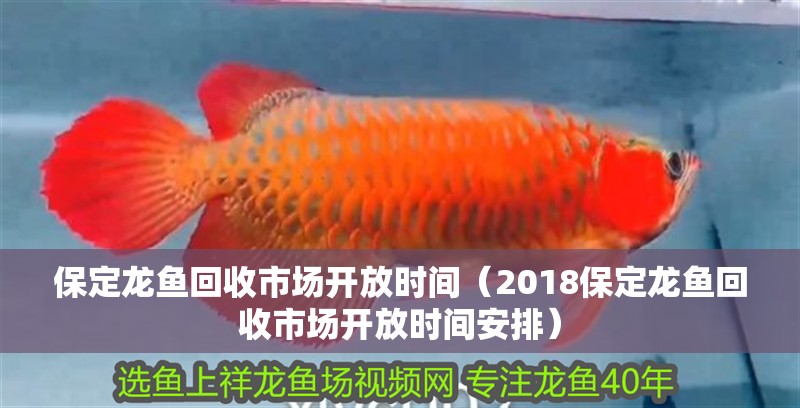 保定龍魚回收市場開放時間（2018保定龍魚回收市場開放時間安排）