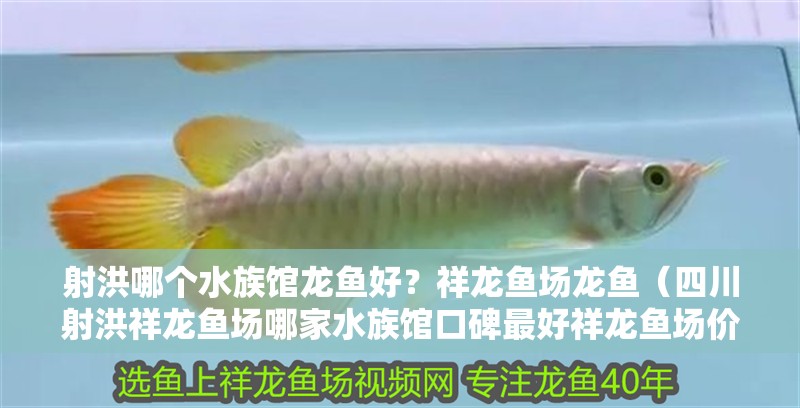 射洪哪個水族館龍魚好？祥龍魚場龍魚（四川射洪祥龍魚場哪家水族館口碑最好祥龍魚場價格如何）