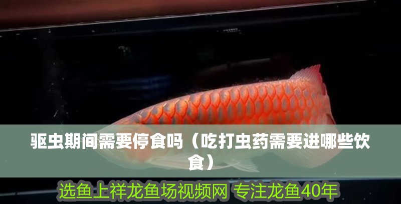 驅(qū)蟲期間需要停食嗎（吃打蟲藥需要進(jìn)哪些飲食）