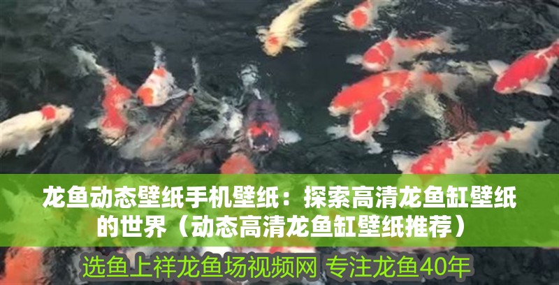 龍魚動態壁紙手機壁紙：探索高清龍魚缸壁紙的世界（動態高清龍魚缸壁紙推薦）