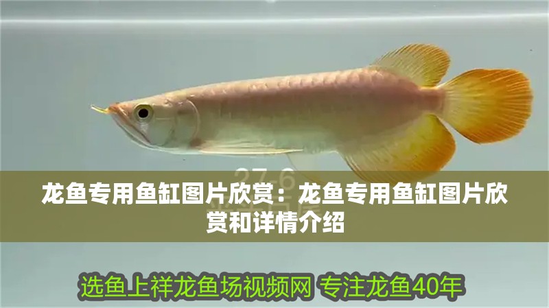 龍魚專用魚缸圖片欣賞：龍魚專用魚缸圖片欣賞和詳情介紹