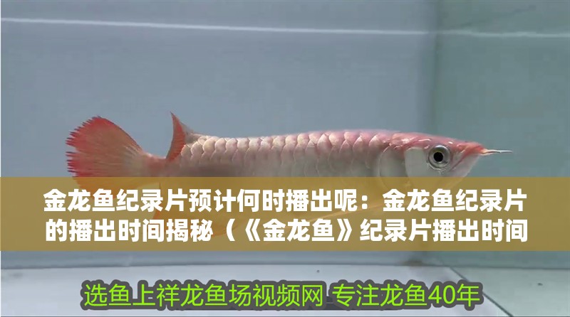 金龍魚紀錄片預計何時播出呢：金龍魚紀錄片的播出時間揭秘（《金龍魚》紀錄片播出時間之謎揭開，播出時間預測）