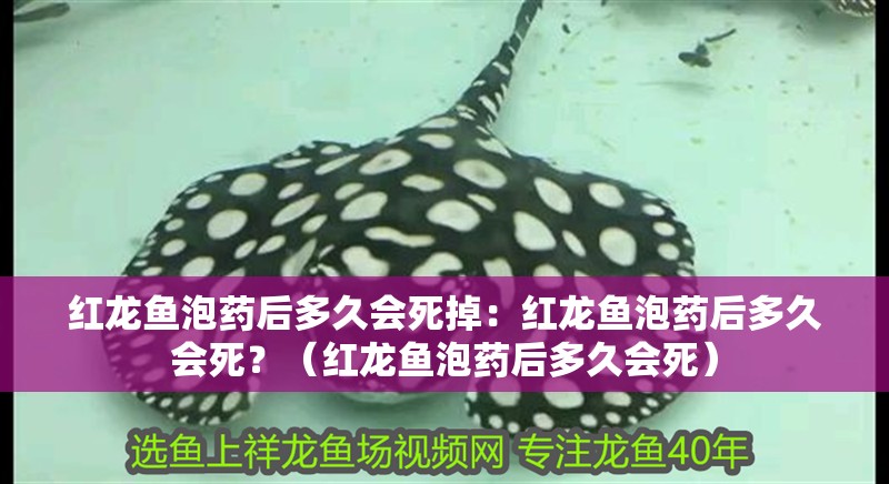 紅龍魚泡藥后多久會死掉：紅龍魚泡藥后多久會死？（紅龍魚泡藥后多久會死）