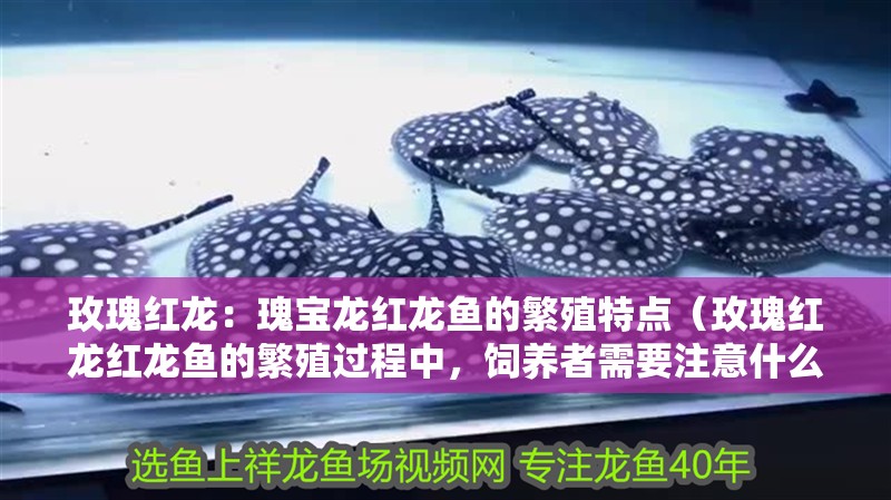 玫瑰紅龍：瑰寶龍紅龍魚的繁殖特點（玫瑰紅龍紅龍魚的繁殖過程中，飼養者需要注意什么）