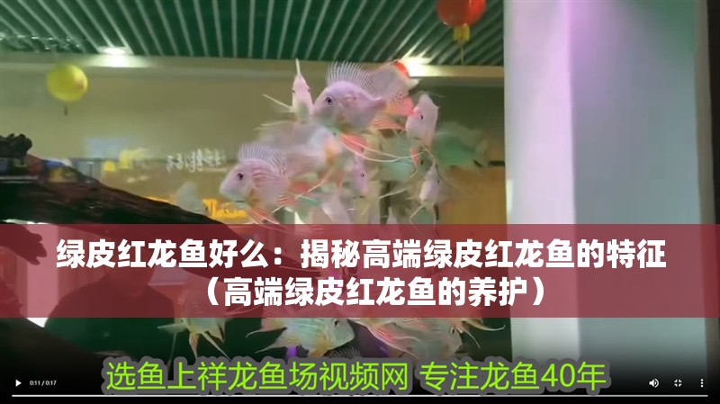 綠皮紅龍魚好么：揭秘高端綠皮紅龍魚的特征（高端綠皮紅龍魚的養(yǎng)護）