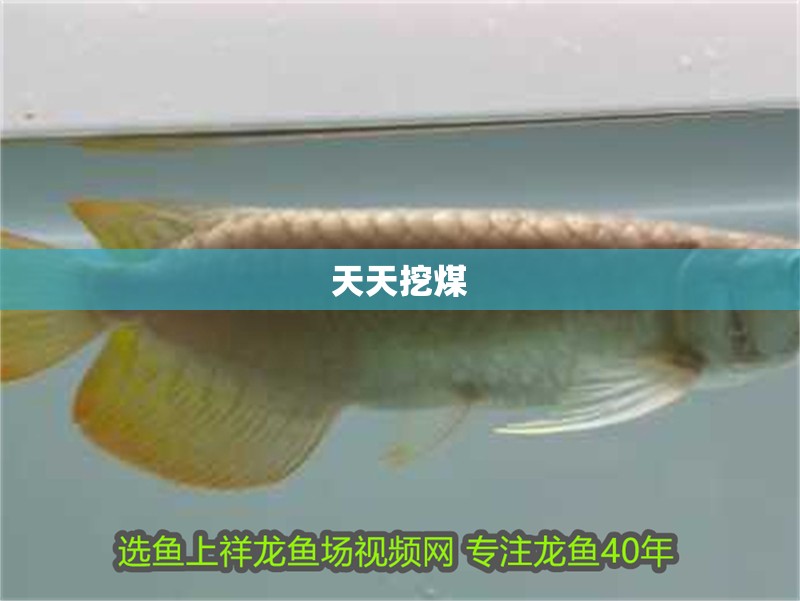 天天挖煤 天天挖煤 觀賞魚百科