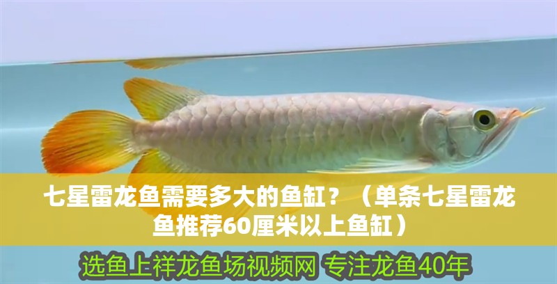 七星雷龍魚需要多大的魚缸？（單條七星雷龍魚推薦60厘米以上魚缸）