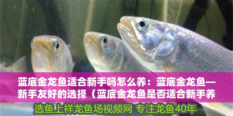 藍(lán)底金龍魚適合新手嗎怎么養(yǎng)：藍(lán)底金龍魚—新手友好的選擇（藍(lán)底金龍魚是否適合新手養(yǎng)魚）