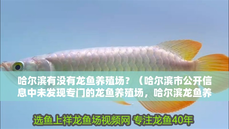 哈爾濱有沒有龍魚養殖場？（哈爾濱市公開信息中未發現專門的龍魚養殖場，哈爾濱龍魚養殖場） 哈爾濱有沒有龍魚養殖場？（哈爾濱市公開信息中未發現專門的龍魚養殖場，哈爾濱龍魚養殖場） 龍魚百科