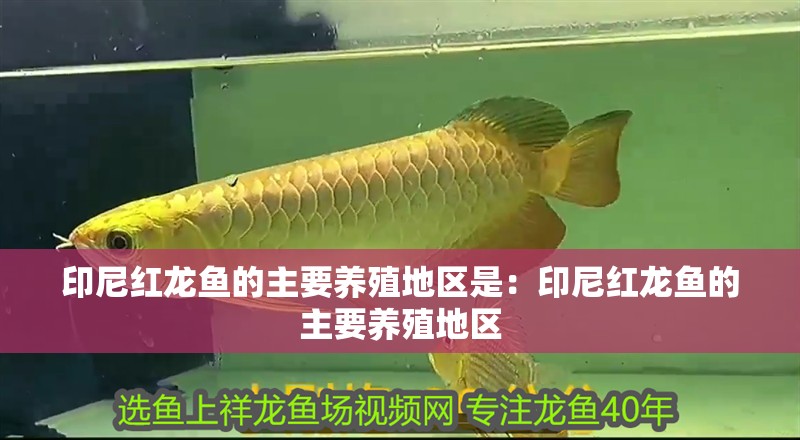 印尼紅龍魚的主要養殖地區是：印尼紅龍魚的主要養殖地區