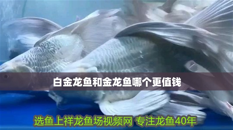 白金龍魚和金龍魚哪個更值錢
