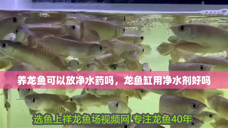 養龍魚可以放凈水藥嗎，龍魚缸用凈水劑好嗎