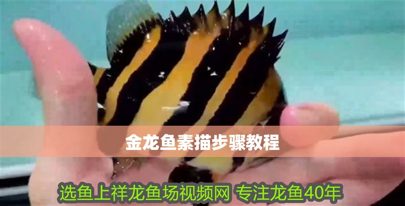 金龍魚素描步驟教程