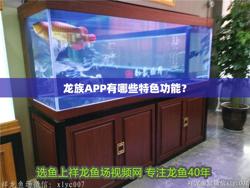 龍族APP有哪些特色功能？