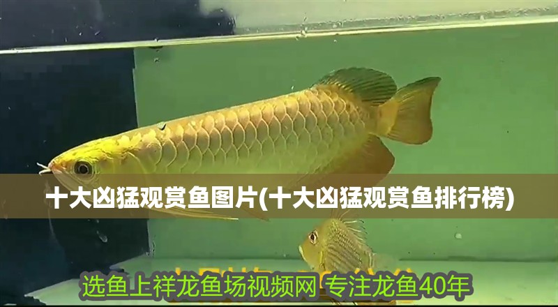 十大兇猛觀賞魚圖片(十大兇猛觀賞魚排行榜)