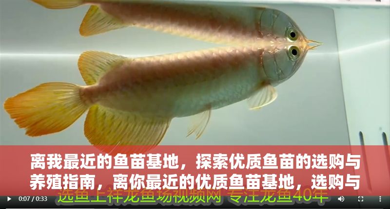 離我最近的魚苗基地，探索優(yōu)質魚苗的選購與養(yǎng)殖指南，離你最近的優(yōu)質魚苗基地，選購與養(yǎng)殖全攻略