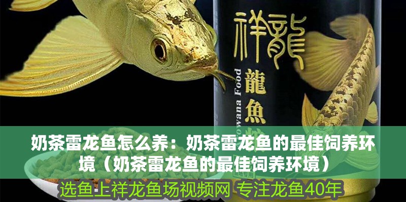 奶茶雷龍魚怎么養(yǎng)：奶茶雷龍魚的最佳飼養(yǎng)環(huán)境（奶茶雷龍魚的最佳飼養(yǎng)環(huán)境）