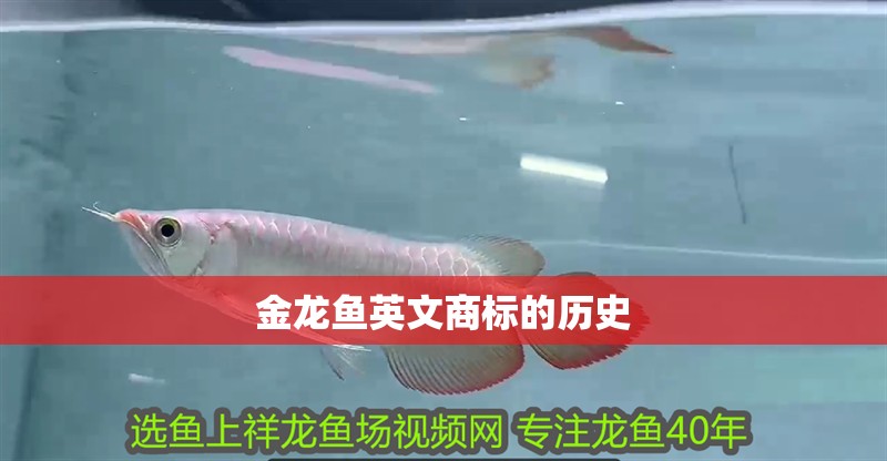 金龍魚英文商標的歷史