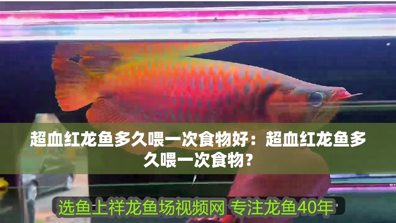 超血紅龍魚多久喂一次食物好：超血紅龍魚多久喂一次食物？