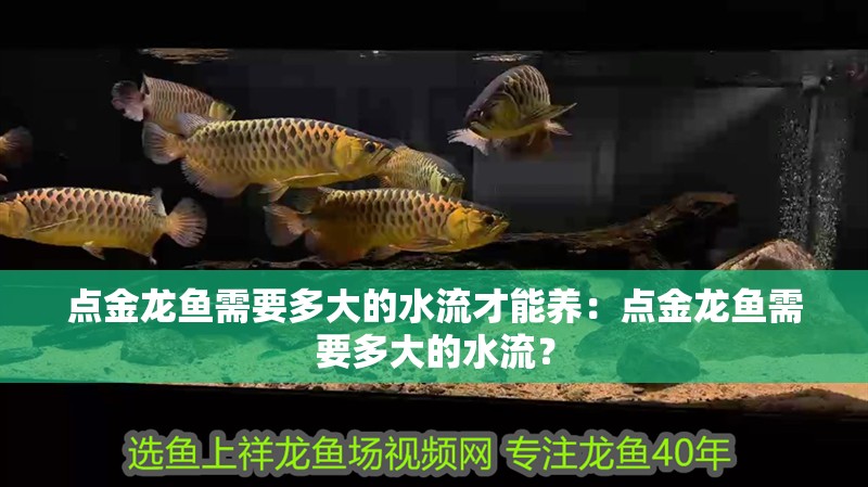 點金龍魚需要多大的水流才能養：點金龍魚需要多大的水流？