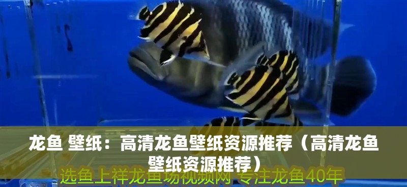 龍魚 壁紙：高清龍魚壁紙資源推薦（高清龍魚壁紙資源推薦）