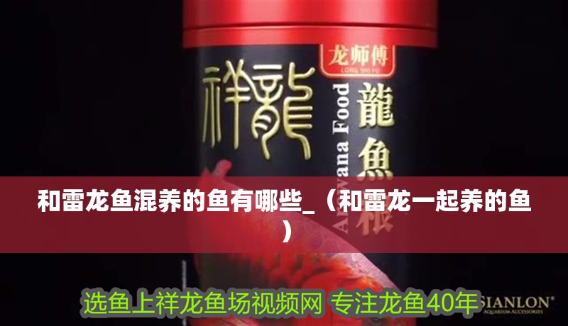 和雷龍魚混養的魚有哪些_（和雷龍一起養的魚）
