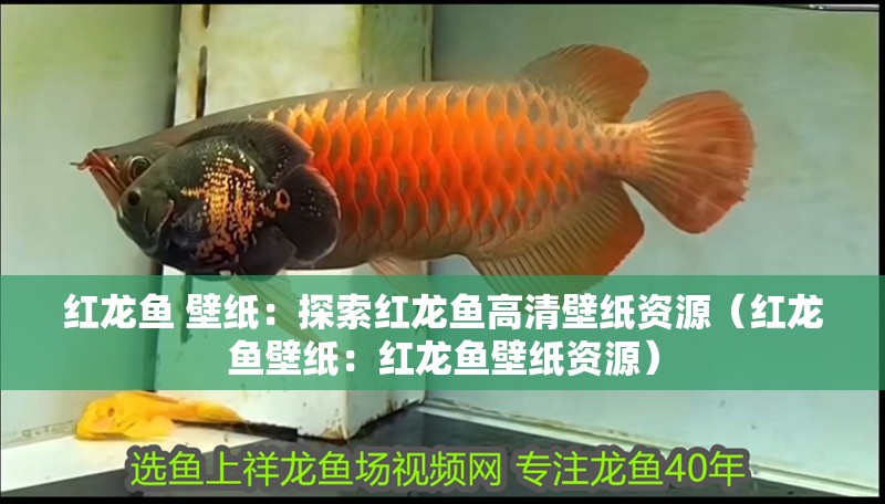 紅龍魚 壁紙：探索紅龍魚高清壁紙資源（紅龍魚壁紙：紅龍魚壁紙資源）