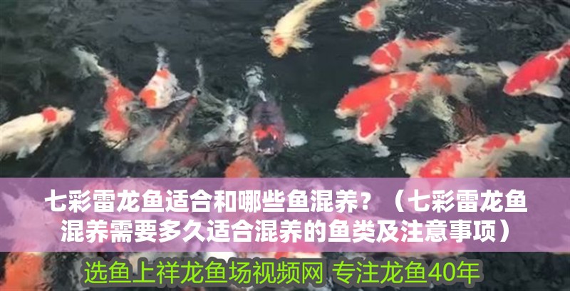 七彩雷龍魚適合和哪些魚混養(yǎng)？（七彩雷龍魚混養(yǎng)需要多久適合混養(yǎng)的魚類及注意事項(xiàng)）