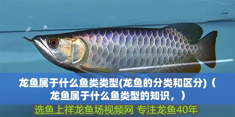 龍魚屬于什么魚類類型(龍魚的分類和區(qū)分)（龍魚屬于什么魚類型的知識，）
