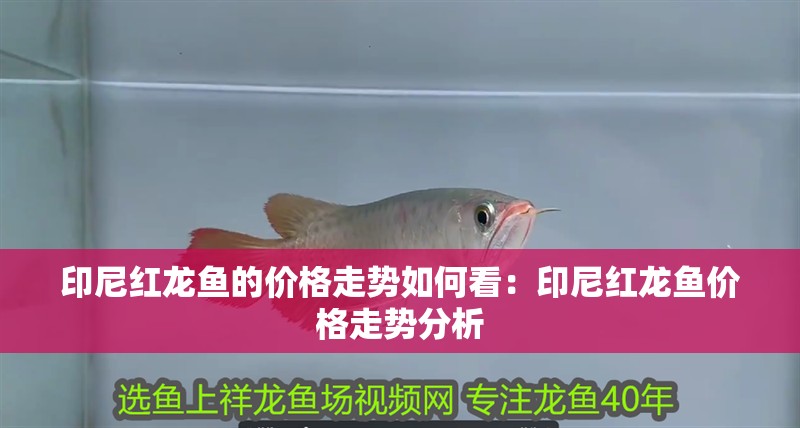 印尼紅龍魚的價格走勢如何看：印尼紅龍魚價格走勢分析