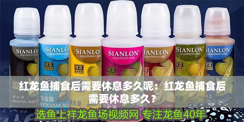 紅龍魚捕食后需要休息多久呢：紅龍魚捕食后需要休息多久？