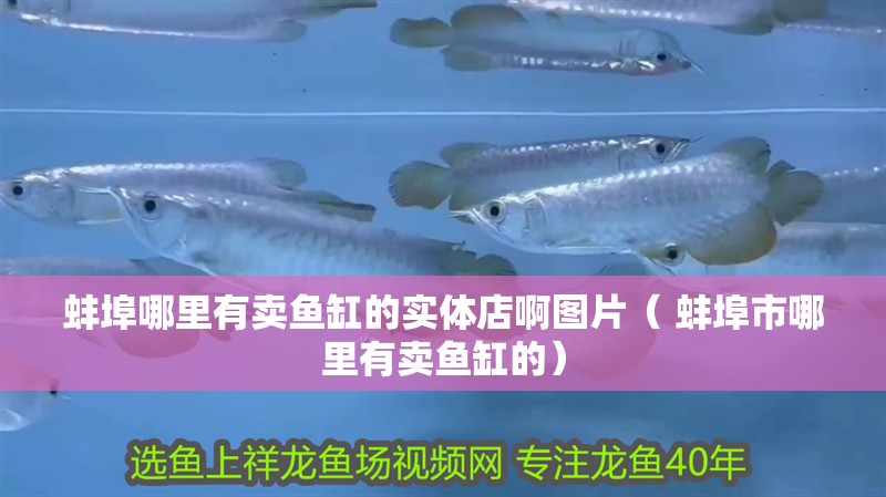 蚌埠哪里有賣魚缸的實體店啊圖片（ 蚌埠市哪里有賣魚缸的） 蚌埠哪里有賣魚缸的實體店啊圖片（ 蚌埠市哪里有賣魚缸的） 觀賞魚百科