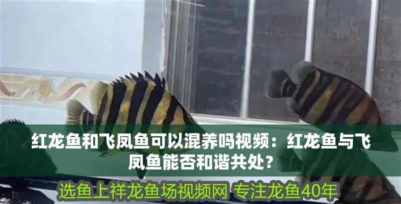 紅龍魚和飛鳳魚可以混養嗎視頻：紅龍魚與飛鳳魚能否和諧共處？