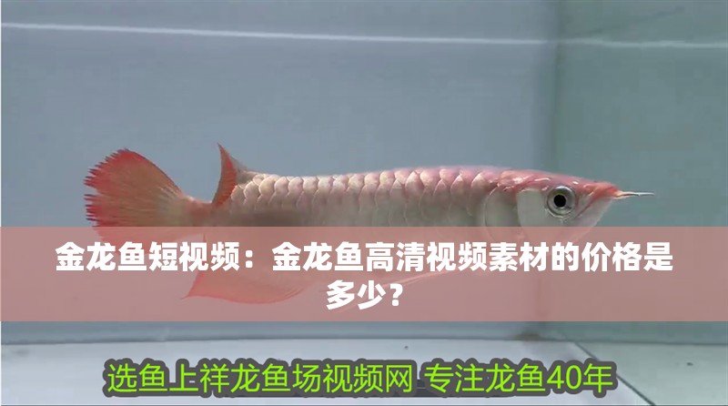 金龍魚短視頻：金龍魚高清視頻素材的價格是多少？