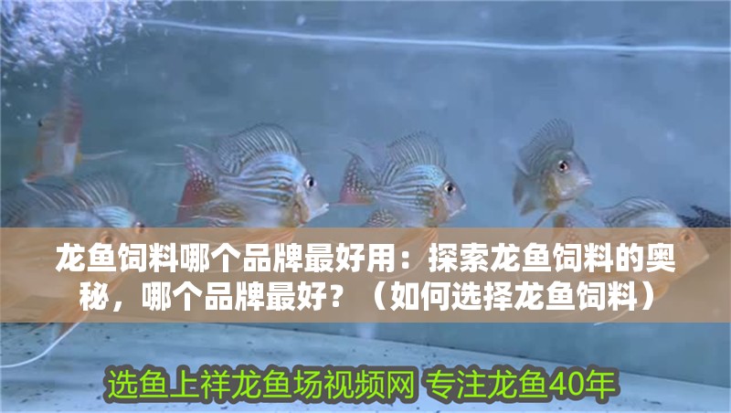 龍魚飼料哪個品牌最好用：探索龍魚飼料的奧秘，哪個品牌最好？（如何選擇龍魚飼料）