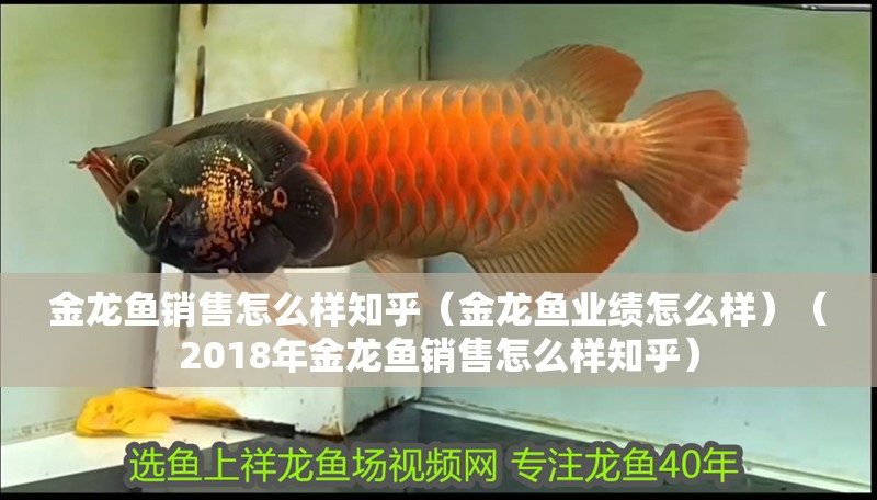 金龍魚銷售怎么樣知乎（金龍魚業(yè)績(jī)?cè)趺礃樱?018年金龍魚銷售怎么樣知乎）