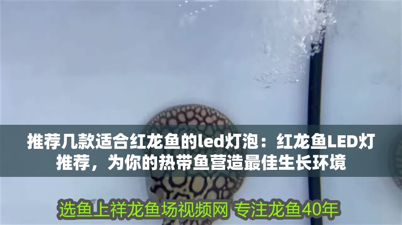 推薦幾款適合紅龍魚的led燈泡：紅龍魚LED燈推薦，為你的熱帶魚營造最佳生長環(huán)境