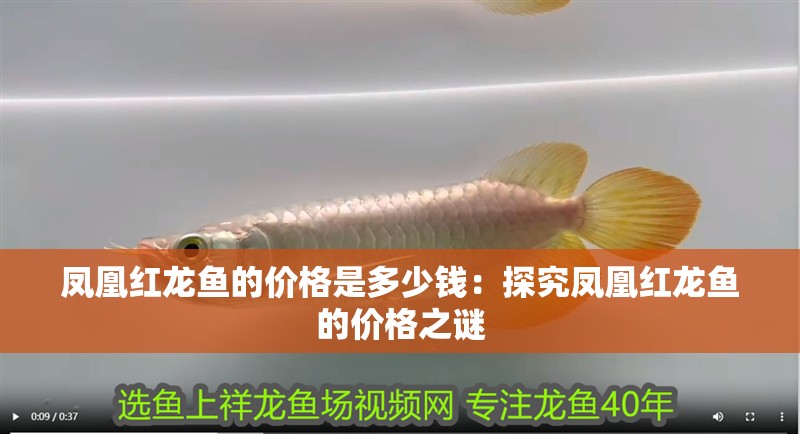 鳳凰紅龍魚的價(jià)格是多少錢：探究鳳凰紅龍魚的價(jià)格之謎