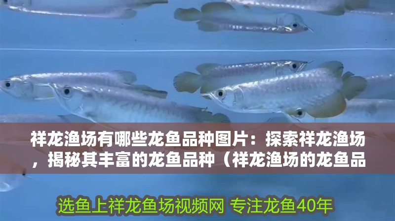 祥龍漁場(chǎng)有哪些龍魚(yú)品種圖片：探索祥龍漁場(chǎng)，揭秘其豐富的龍魚(yú)品種（祥龍漁場(chǎng)的龍魚(yú)品種）
