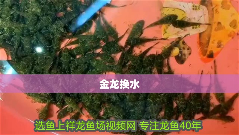 魚缸過濾器選購指南:自制魚缸過濾器魚缸上置過濾器對于養魚愛好者的必備知識 金龍換水 龍魚論壇 金龍換水 金龍換水 龍魚論壇