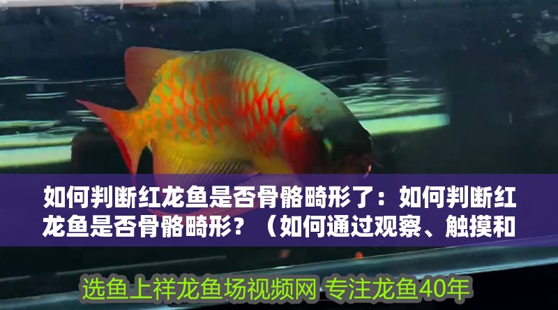 如何判斷紅龍魚是否骨骼畸形了：如何判斷紅龍魚是否骨骼畸形？（如何通過觀察、觸摸和專業(yè)工具來判斷紅龍魚是否骨骼畸形）