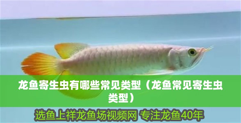 紅龍魚用黃燈烤有用嗎 龍魚寄生蟲有哪些常見類型(龍魚常見寄生蟲類型) 龍魚百科 龍魚寄生蟲有哪些常見類型(龍魚常見寄生蟲類型) 龍魚寄生蟲有哪些常見類型(龍魚常見寄生蟲類型) 龍魚百科