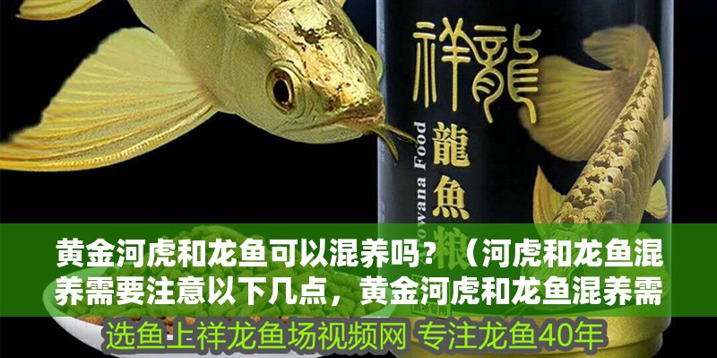 黃金河虎和龍魚可以混養(yǎng)嗎？（河虎和龍魚混養(yǎng)需要注意以下幾點，黃金河虎和龍魚混養(yǎng)需要注意）