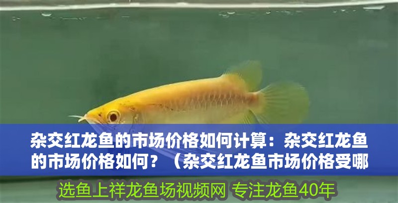 雜交紅龍魚(yú)的市場(chǎng)價(jià)格如何計(jì)算：雜交紅龍魚(yú)的市場(chǎng)價(jià)格如何？（雜交紅龍魚(yú)市場(chǎng)價(jià)格受哪些因素影響雜交紅龍魚(yú)的市場(chǎng)價(jià)格）