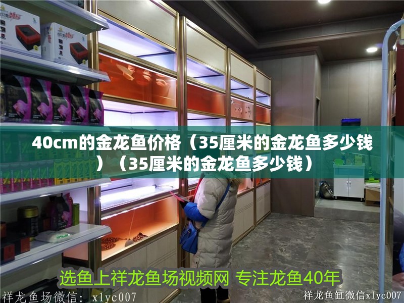 40cm的金龍魚價格（35厘米的金龍魚多少錢）（35厘米的金龍魚多少錢）