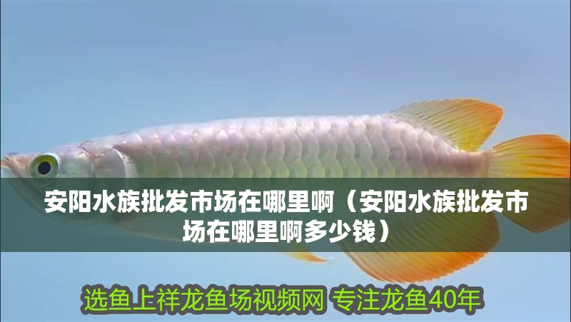 安陽水族批發市場在哪里啊（安陽水族批發市場在哪里啊多少錢）